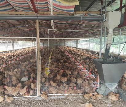 Chicken house greenhouse scene