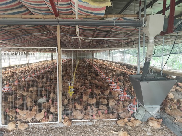 Chicken house greenhouse scene